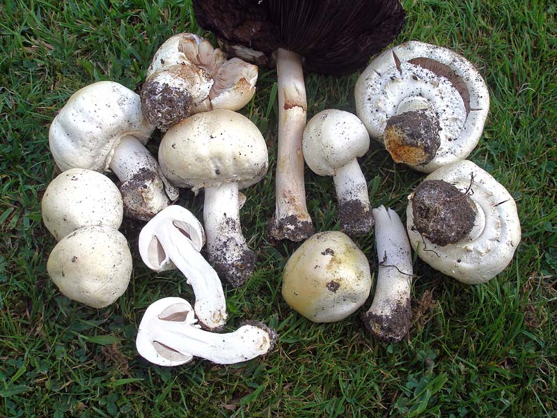 As collected as collected
