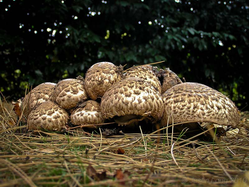 Agaricus bohusii