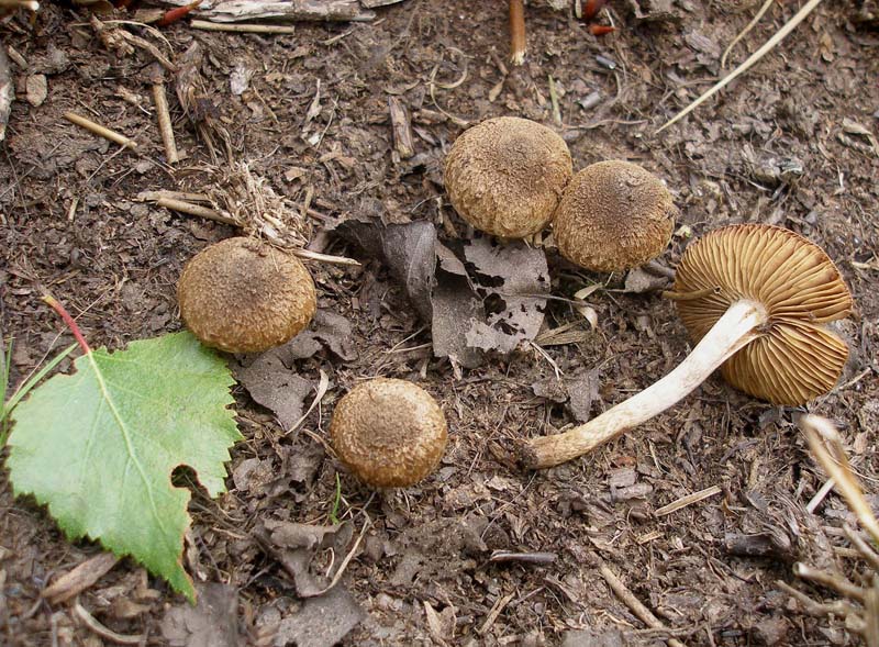 Inocybe lacera