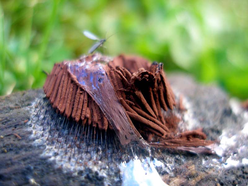 As collected as collected