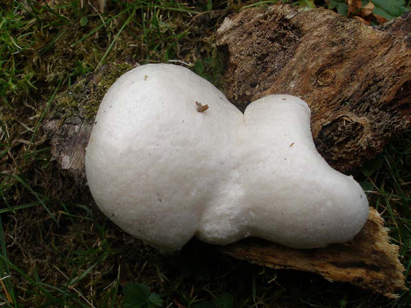 Reticularia lycoperdon