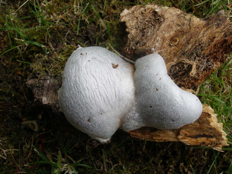 Reticularia lycoperdon