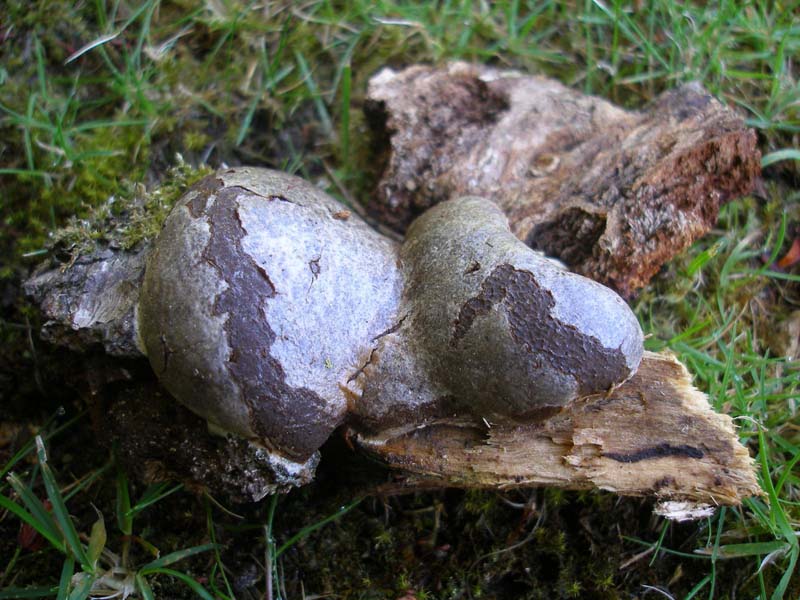 Reticularia lycoperdon