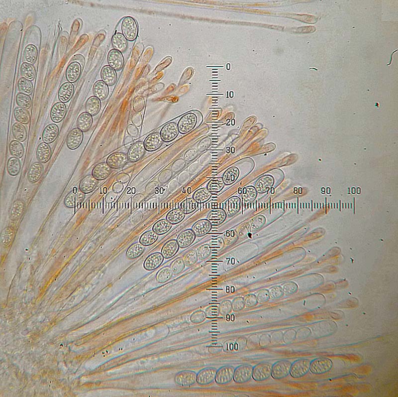 Scutellinia scutellata