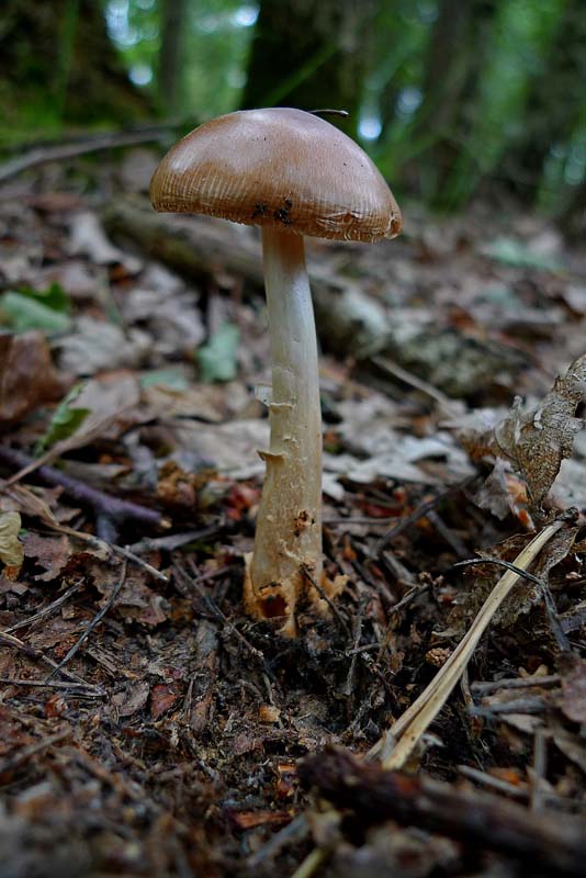 Amanita fulva