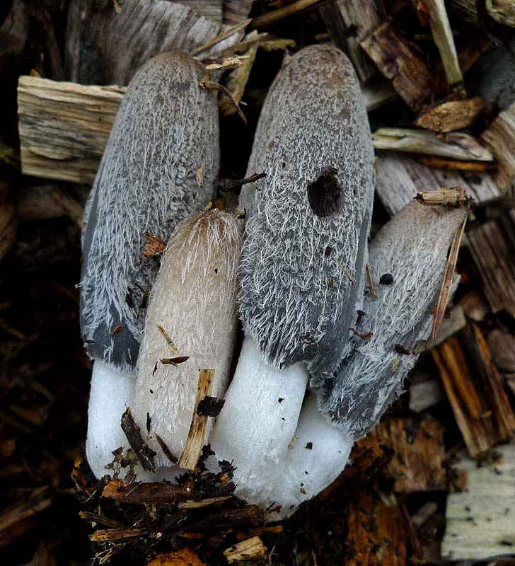 Coprinopsis lagopus