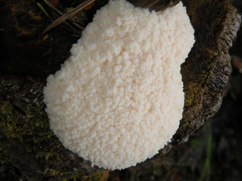 Reticularia lycoperdon