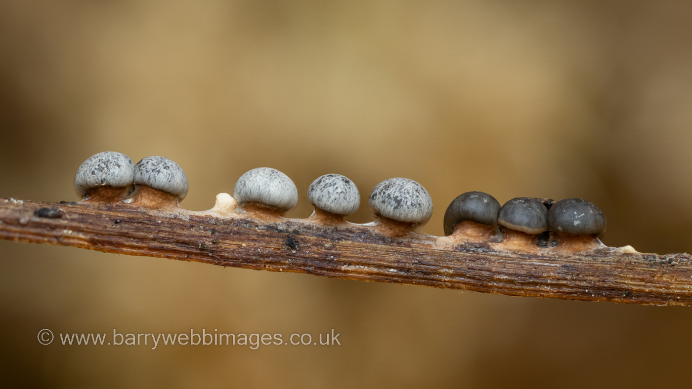 Diderma Photo by Barry Webb
