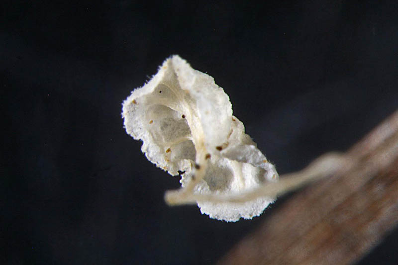 Hemimycena epichloe by Derek Schafer